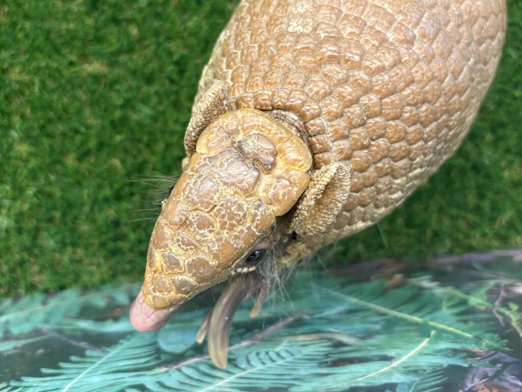 A Southern Three-banded Armadillo sniffing.