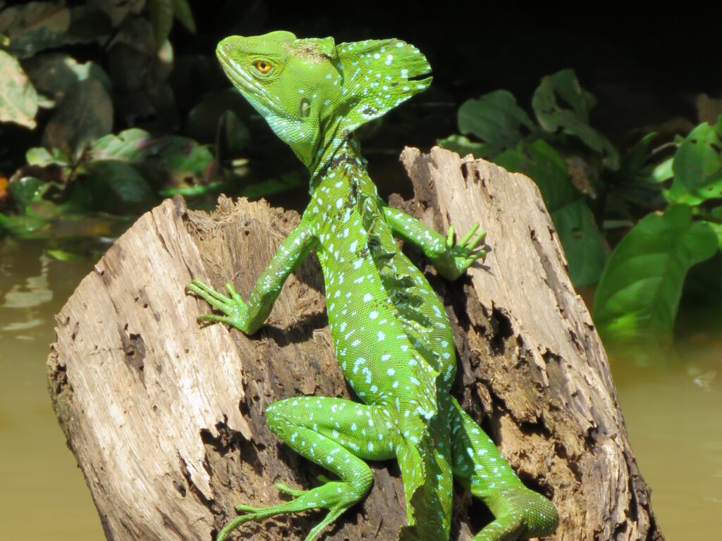 A Basilisk Lizard basking on a log in the middle of a river.