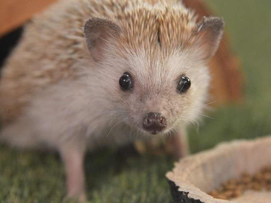 Four-toed Hedgehog crawling out of a den