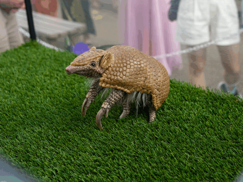 A Southern Three-banded Armadillo perching up on his front two legs.