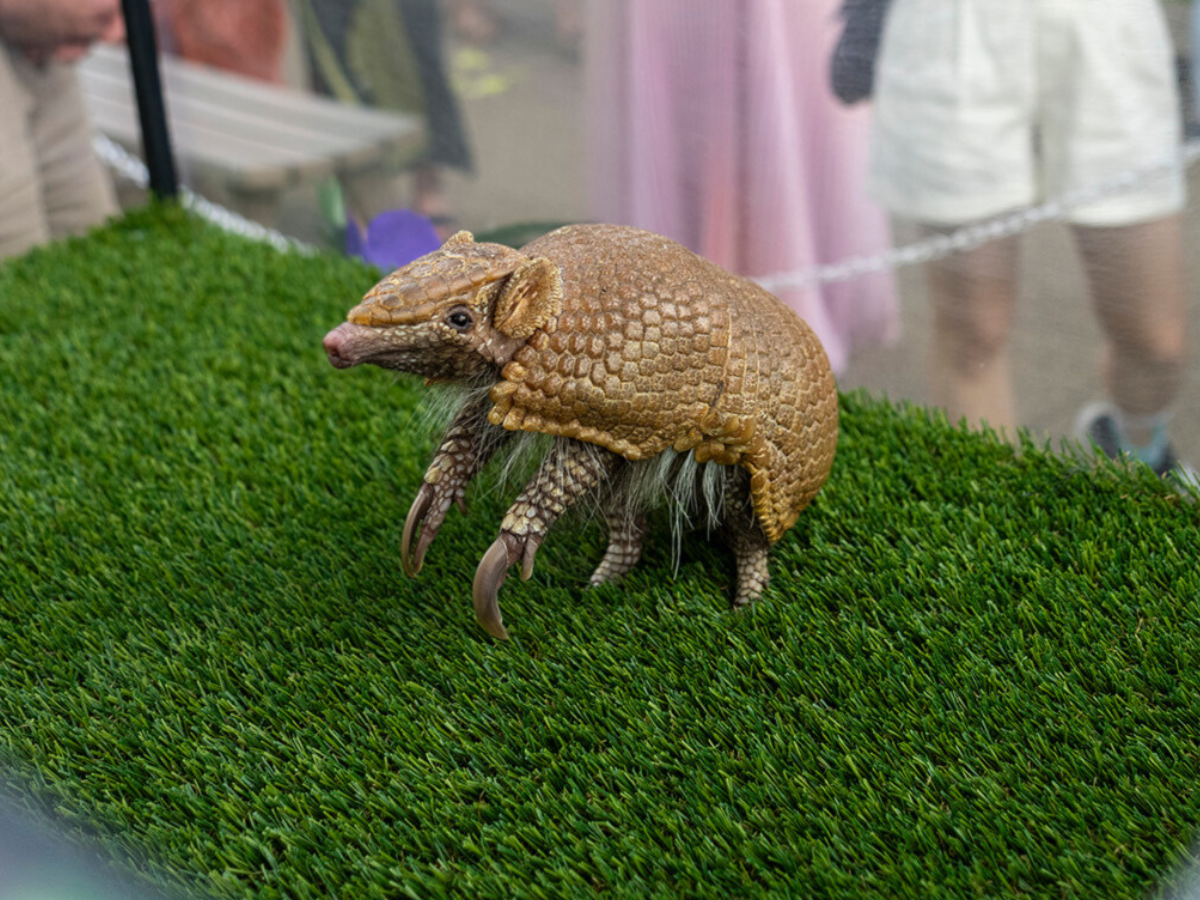 A Southern Three-banded Armadillo perching up on his front two legs.