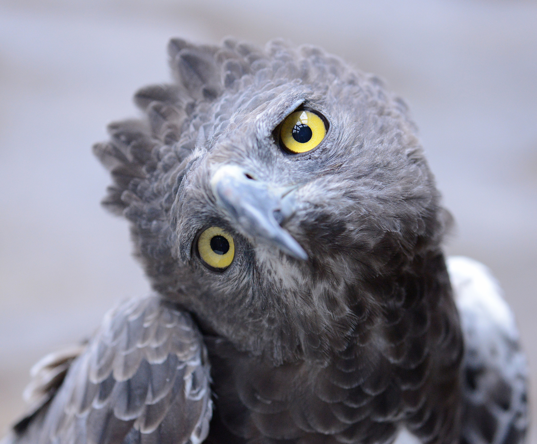 Martial Eagle