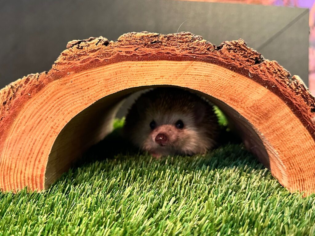 A hedgehog burrowed under a log