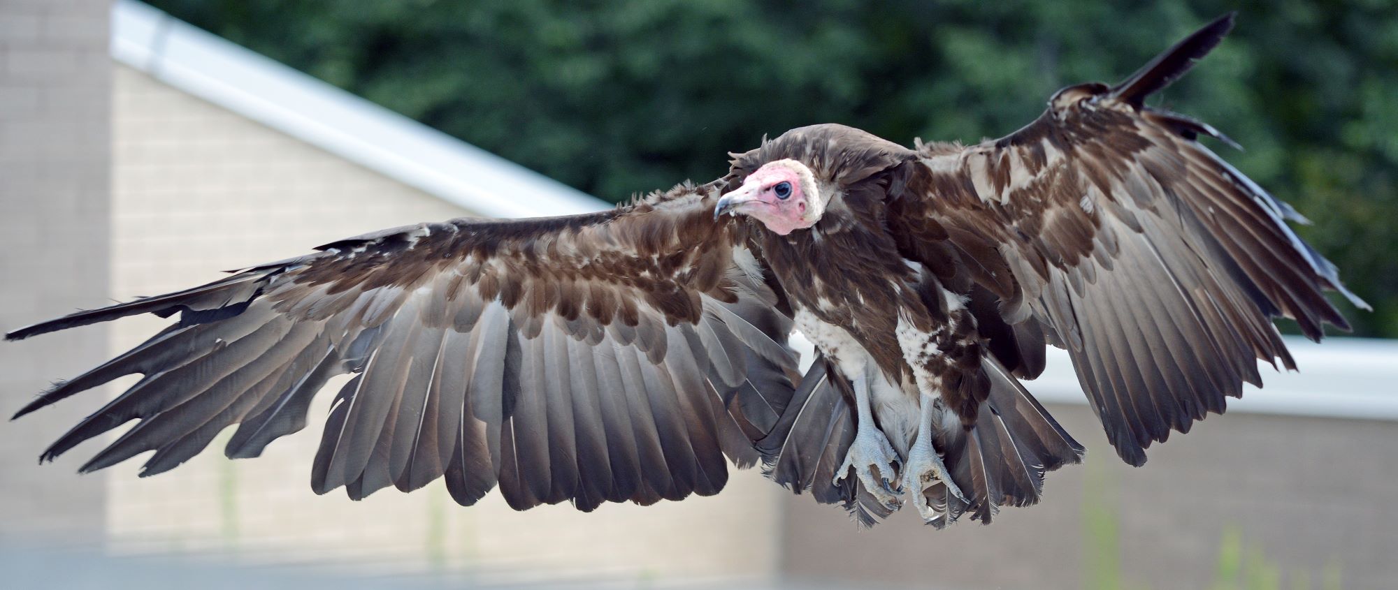 A Hooded Vulture in flight