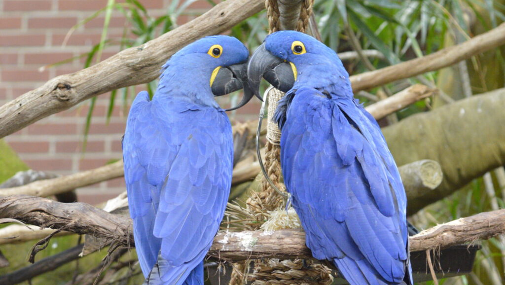 Two Hyacinth Macaws