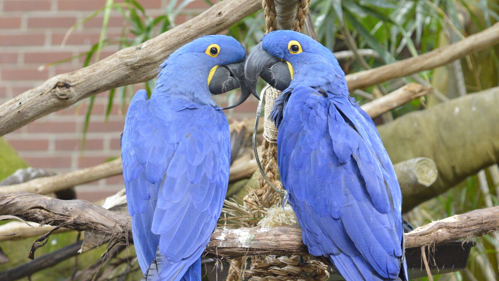 Two Hyacinth Macaws