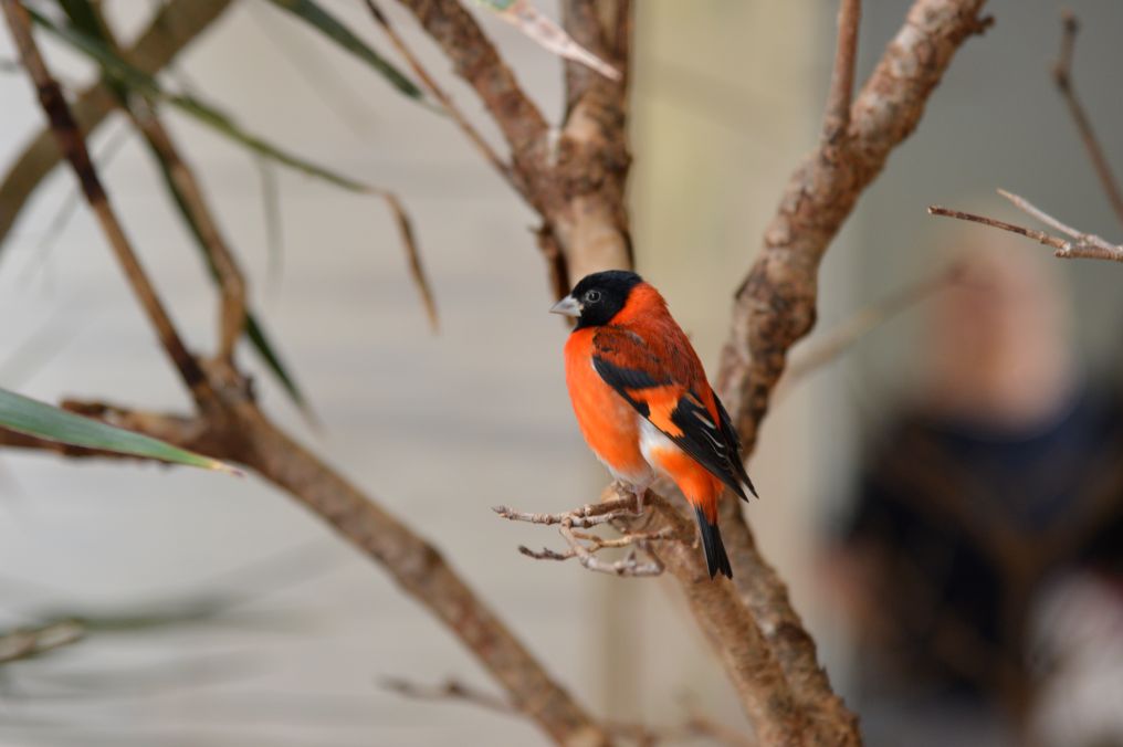 A vibrant male Red Siskin perched on a tree in the Grasslands