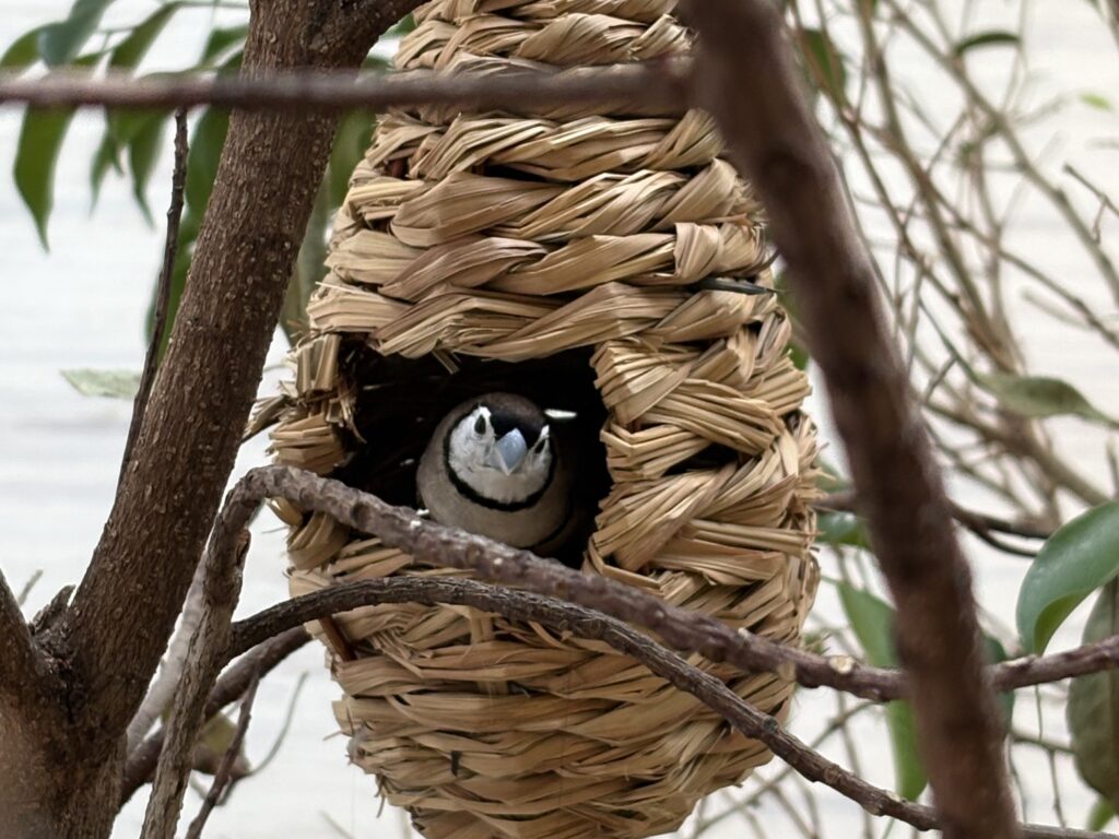 Owl Finch in a natural nest