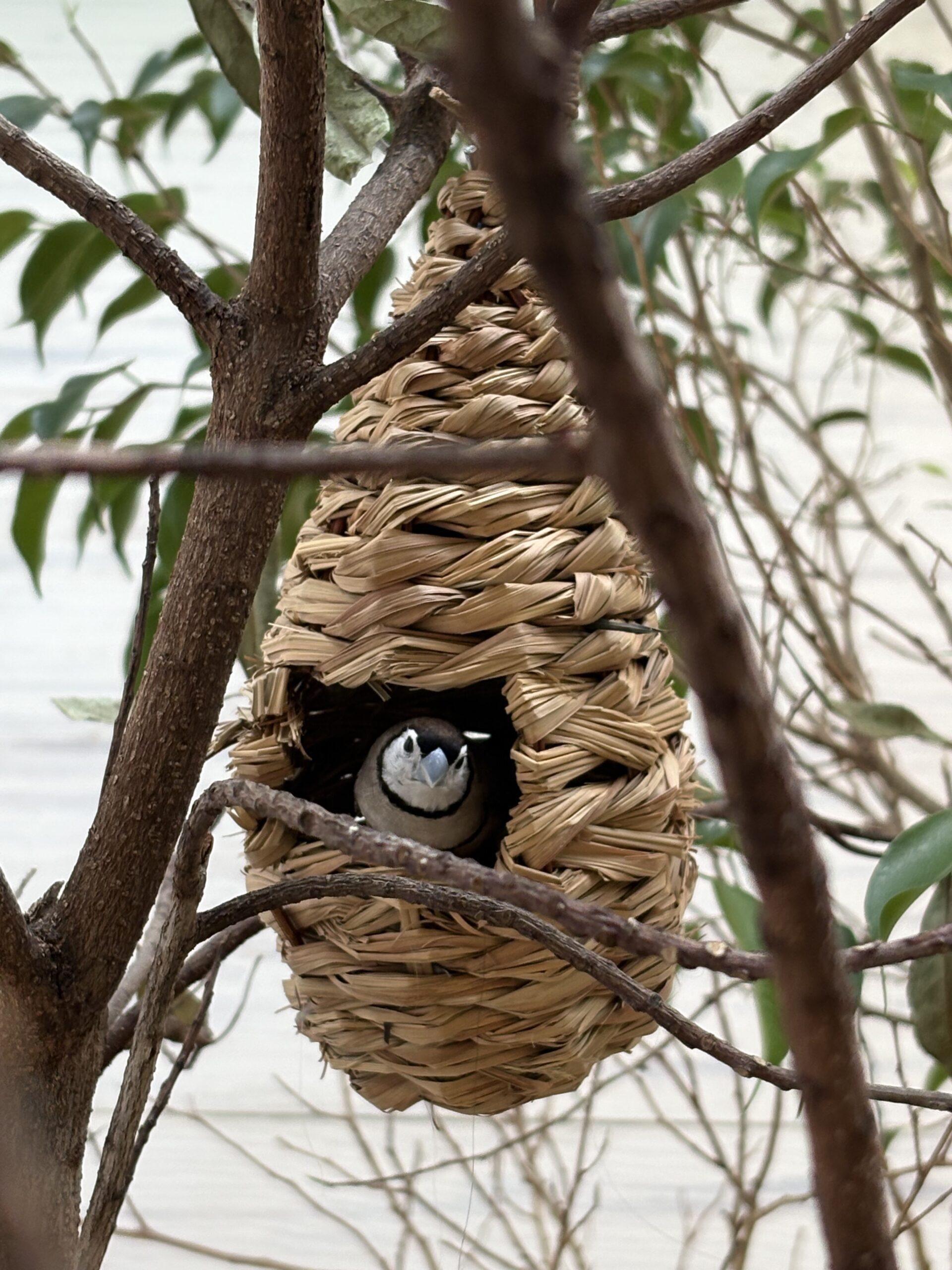 An Owl Finch peaking out of an opening in a naturalistic weaved-nest