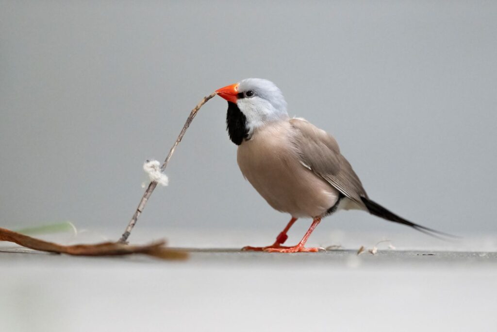 A Shaft-tailed Finch holding a small piece of natural material to create a nest.