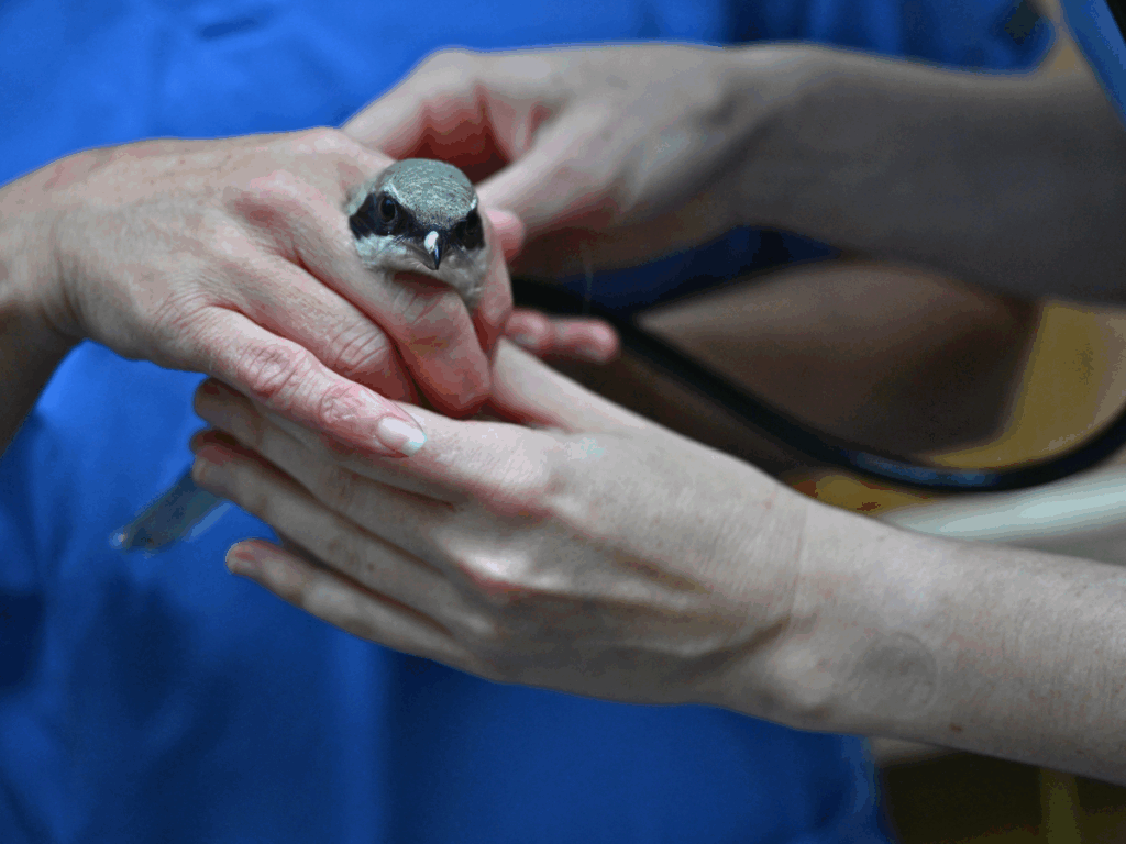 Eastern Loggerhead Shrike juvenile during a health exam