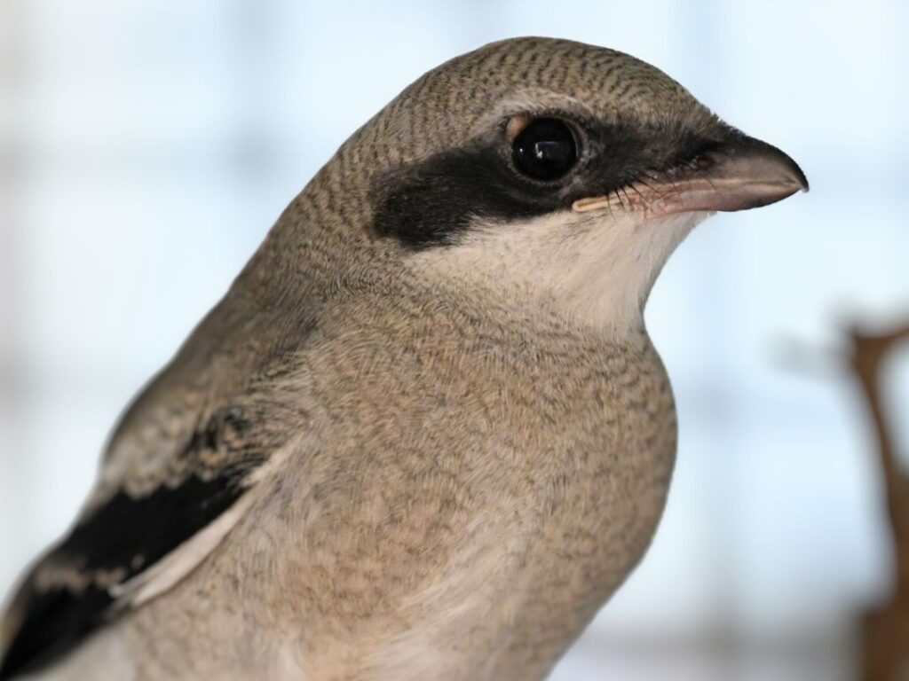 Loggerhead Shrike juvenile