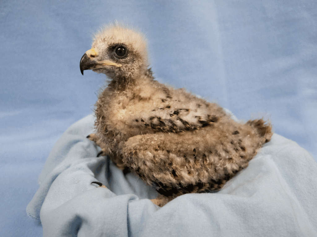 Black Kite chick resting in a soft, cozy blanket.