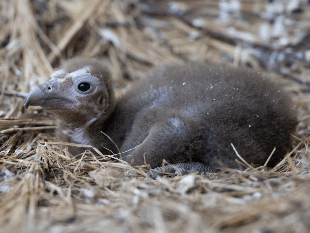 Hooded Vulture chick sitting in a nest made of small twigs and branches.