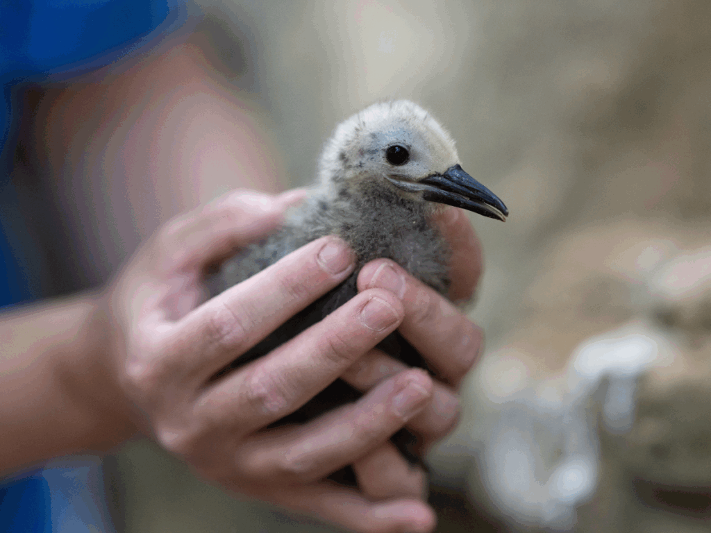 Inca Tern chick being gently held by a National Aviary expert.