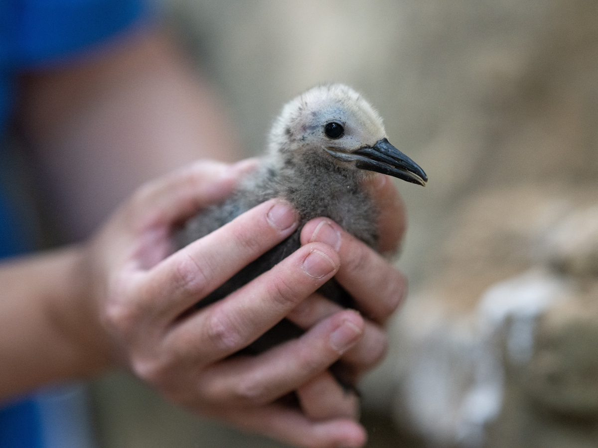 Inca Tern chick being gently held by a National Aviary expert.