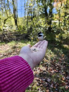 A chickadee sitting on the outstretched hand of a woman, waiting for sunflower seeds