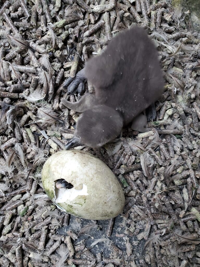 A recently hatched African Penguin chick laying next to an egg that has started to pip.