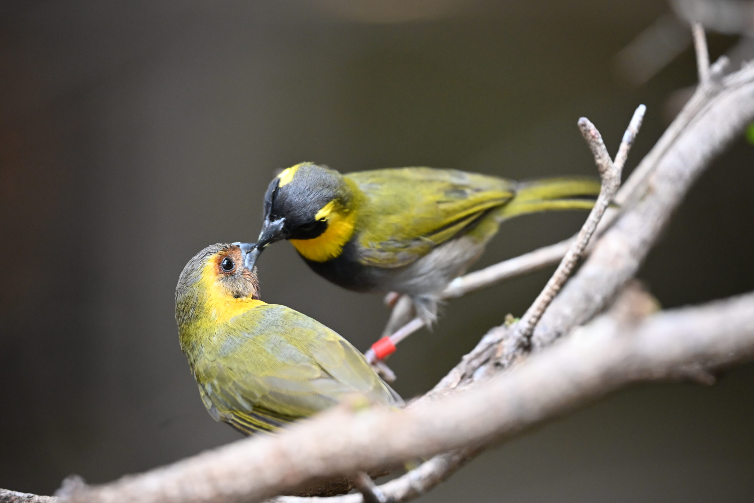 A male and female Cuban Grassquit preening each other 