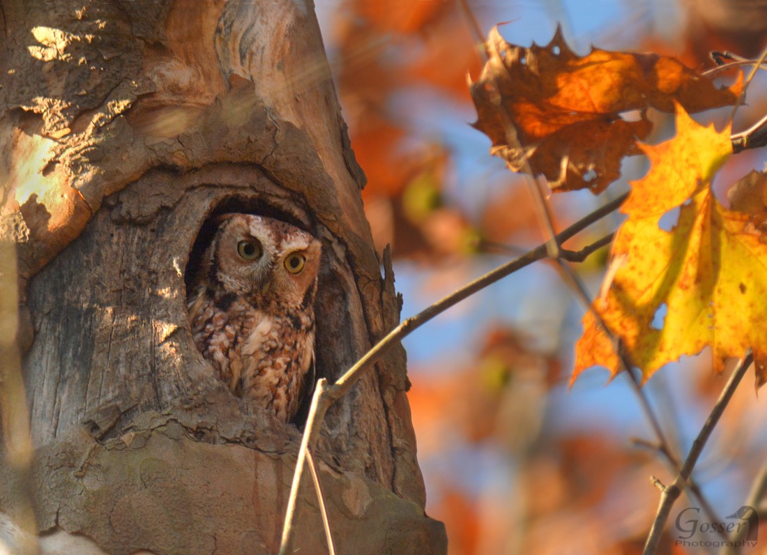Eastern Screech-Owl in a tree cavity