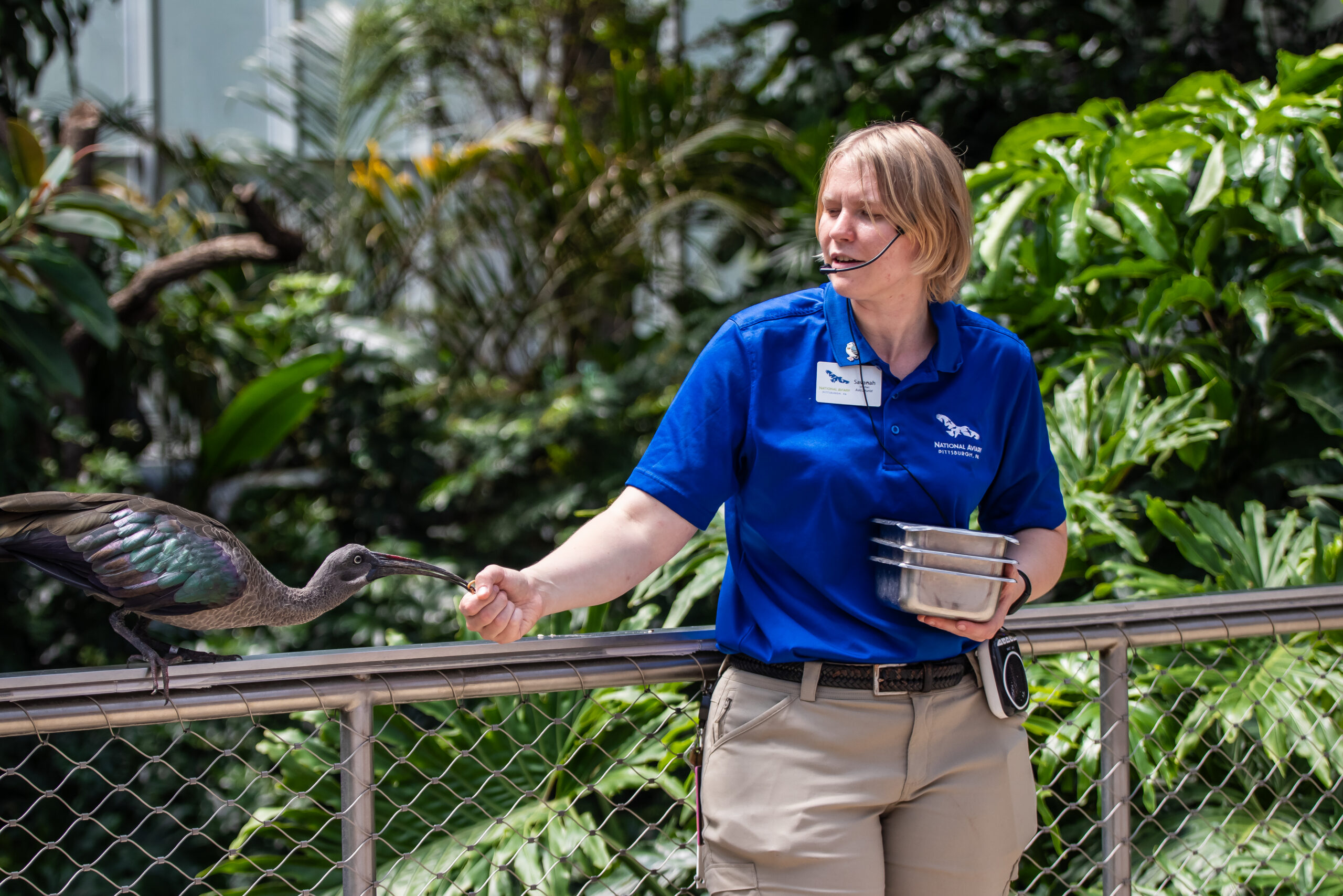 A zookeeper reaching out to feed worms to a Hadada Ibis in the Wetlands habitat