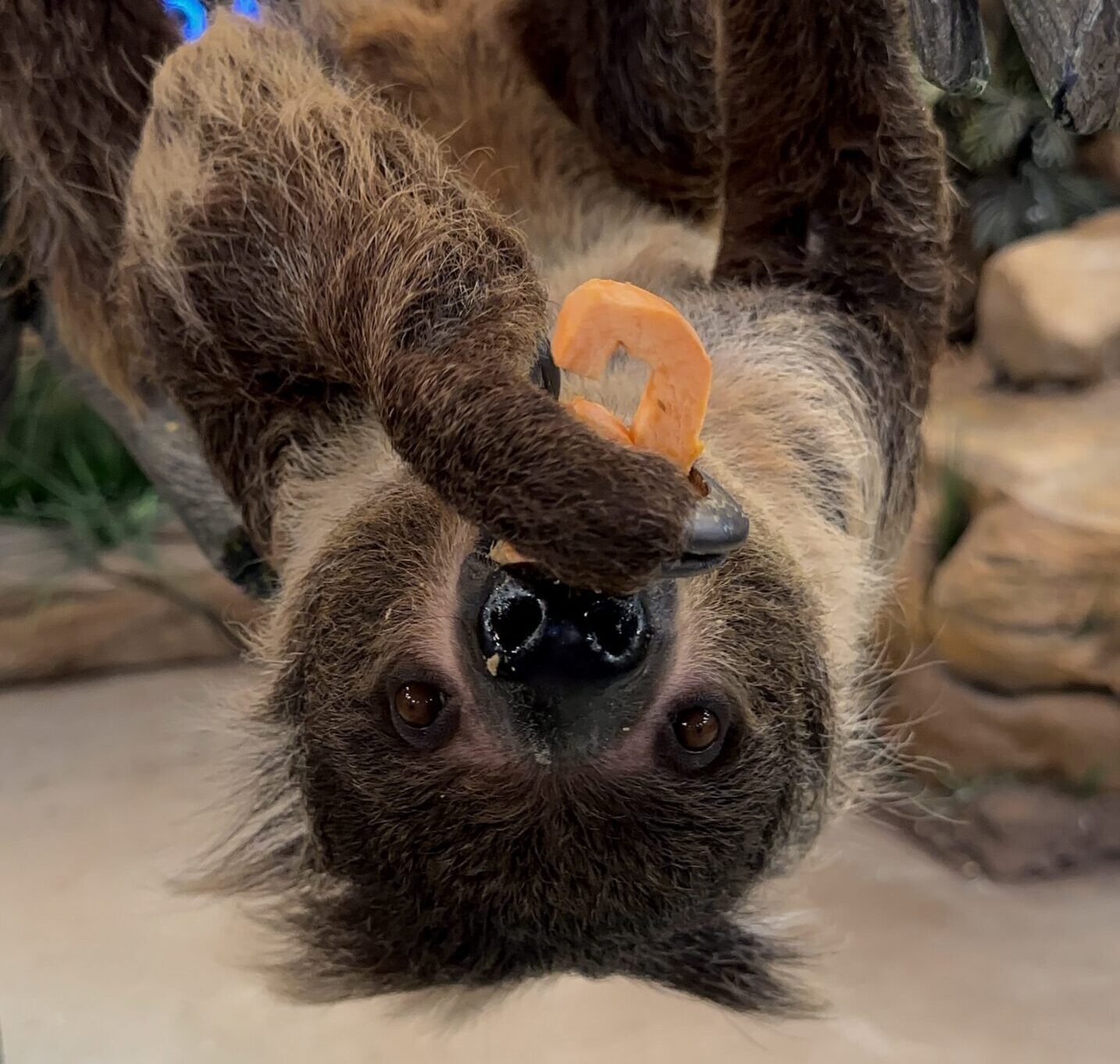 Valentino eating a sweet potato!