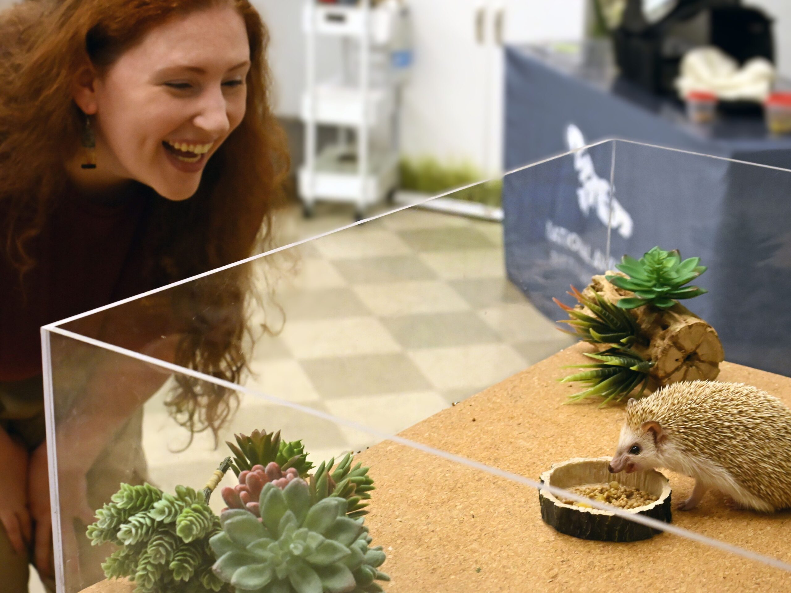 A participant smiling as she looks on at Doris munching on hedgehog-approved treats!
