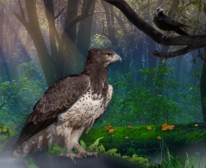Dillion the Martial Eagle perched on a log on the floor of a mythical-inspired Forest.