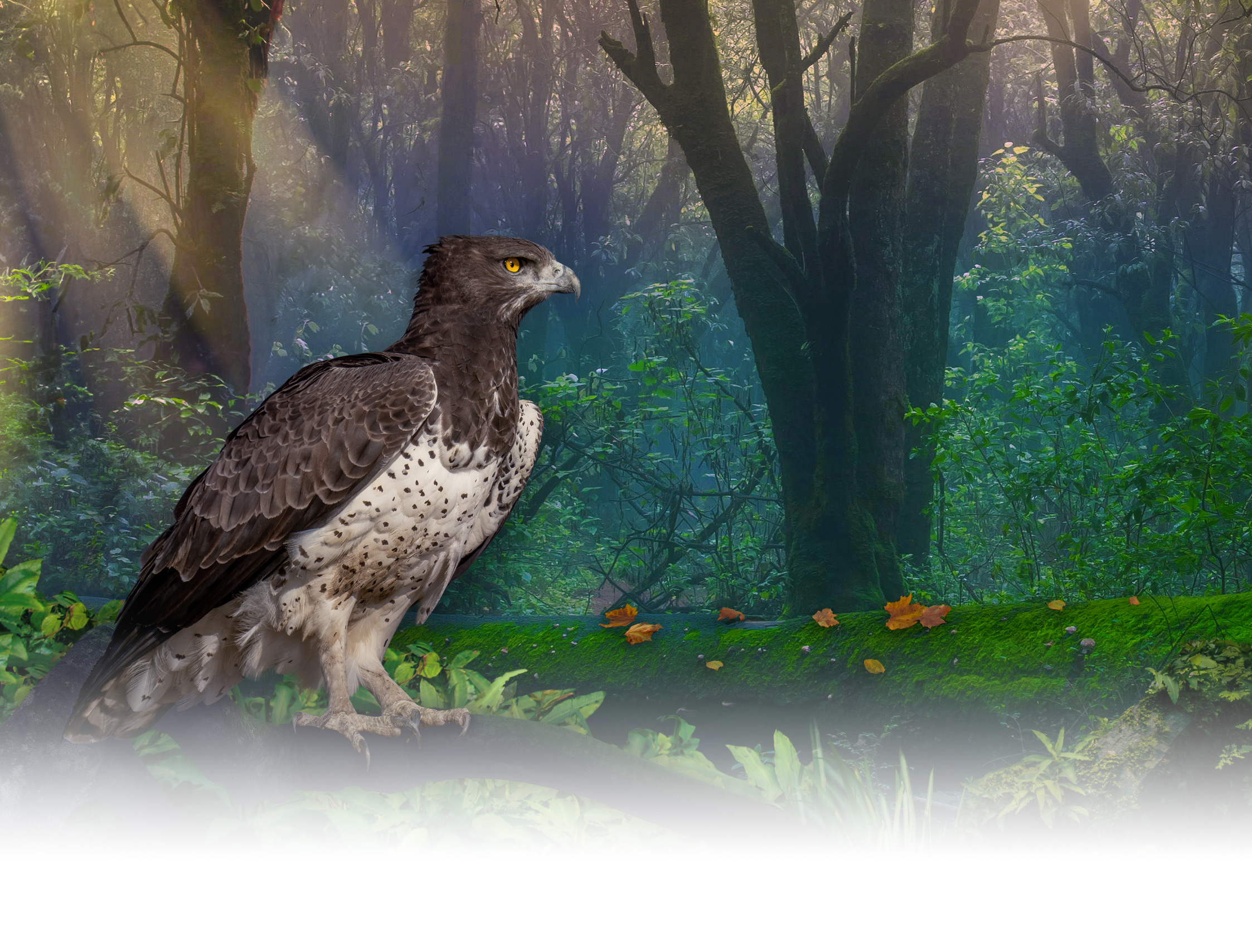 Dillion the Martial Eagle on a Forest background graphic