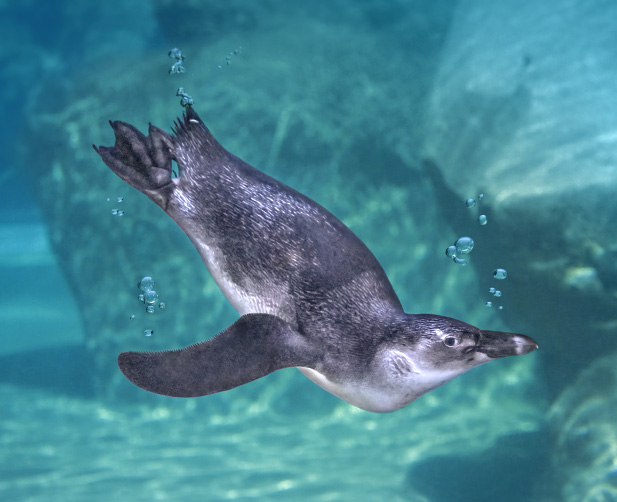 An African Penguin juvenile swimming through water.