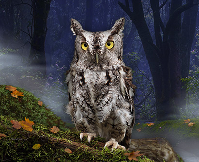 A graphic featuring an Eastern Screech-Owl perched on a mossy rock in a magical forest.