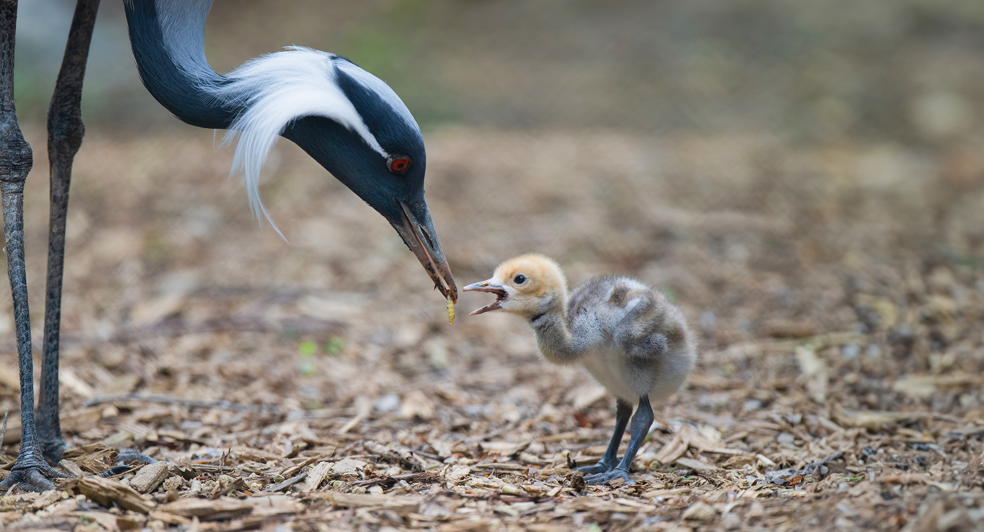 Daphne feeding her chick a worm.
