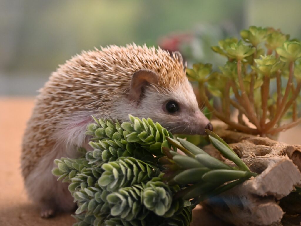 A Four-toed Hedgehog climbing on plants.