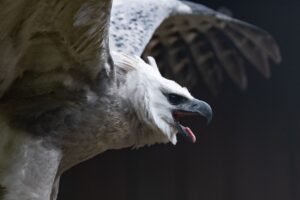 Side profile of a Harpy Eagle with her tongue out