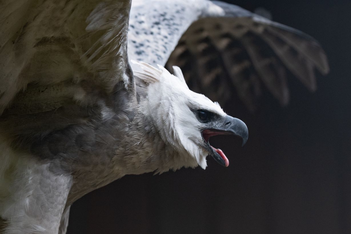 Side profile of a Harpy Eagle with her tongue out
