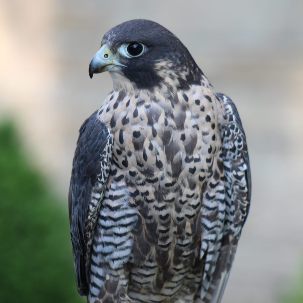 Close up headshot of a Peregrine Falcon