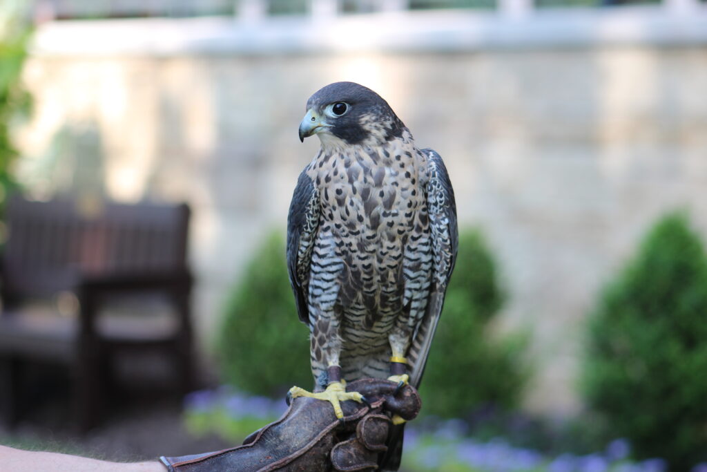 A close up of a Peregrine Falcon on a glove of an expert.