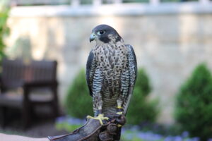 A close up of a Peregrine Falcon on a glove of an expert.