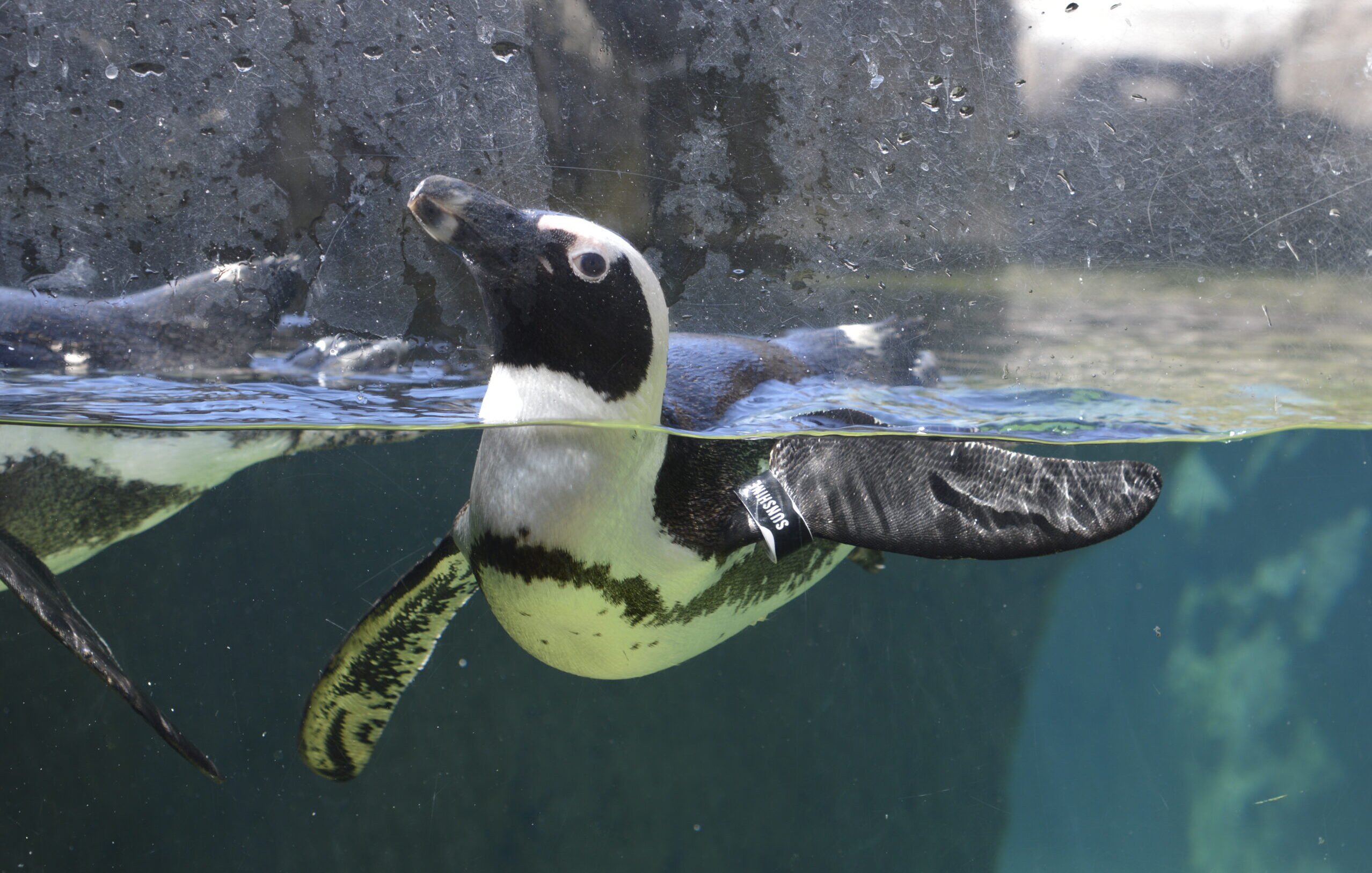 An African Penguin swimming through its habitat
