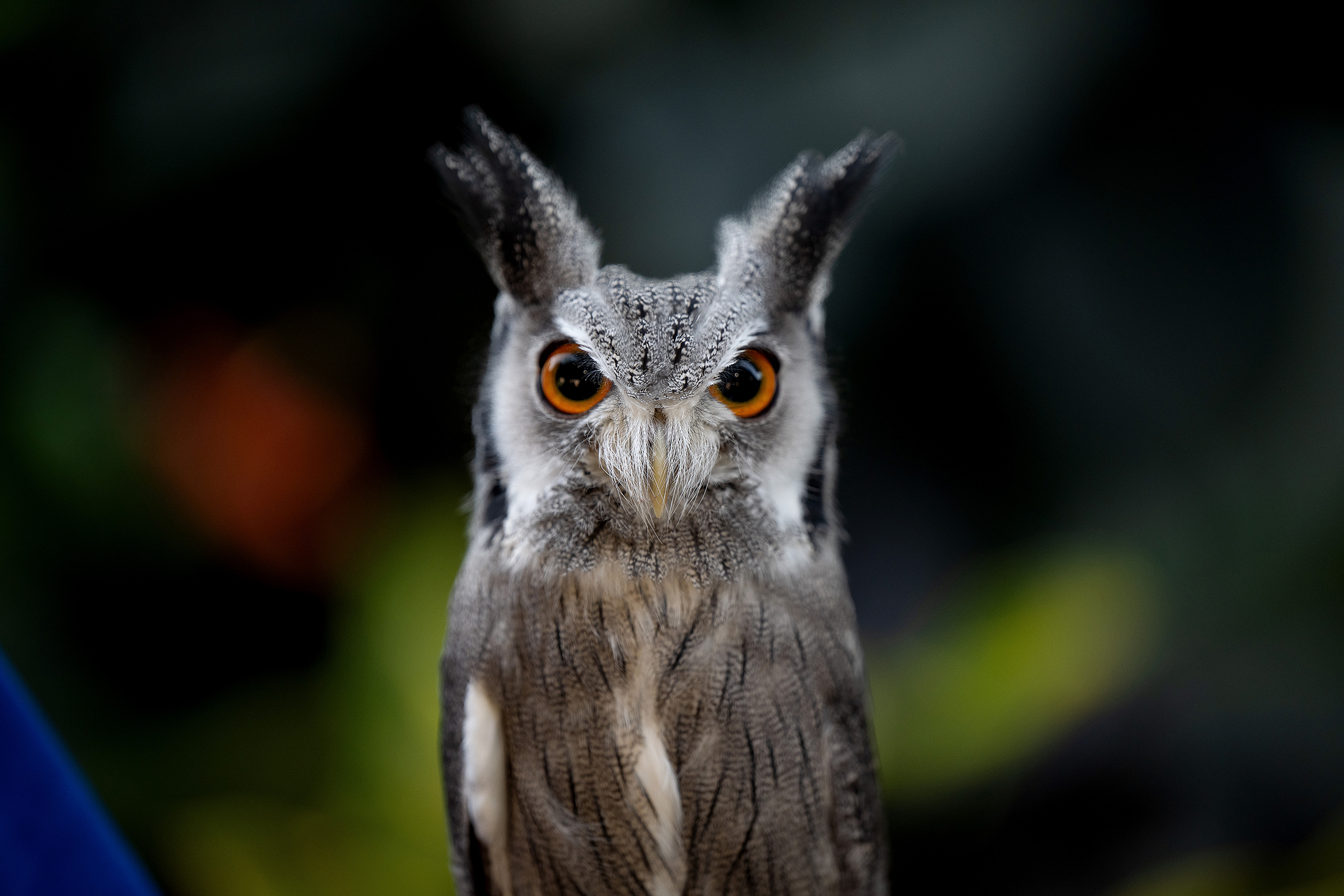 Northern White-faced Owl, Apollo! 