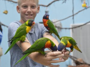 A young boy holding a cup of nectar with four Rainbow Lorikeets sitting on his arm