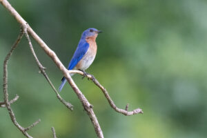 Eastern Bluebird