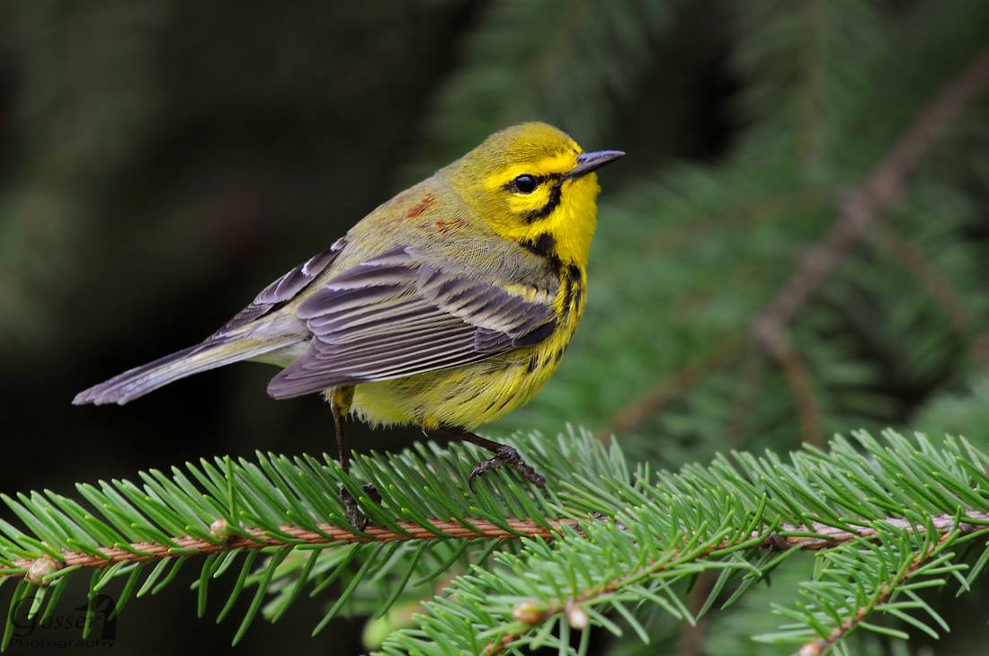 A small warbler perched on a pine branch.