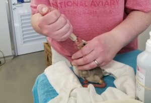 Teri handfeeding a baby flamingo