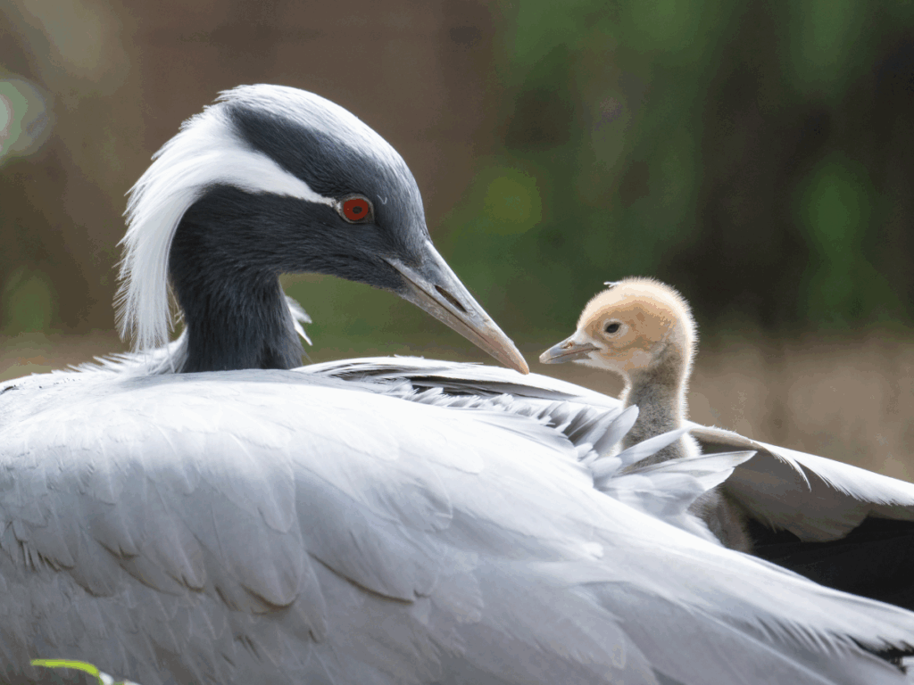 A Demoiselle Crane chick cuddling under its mother's wings