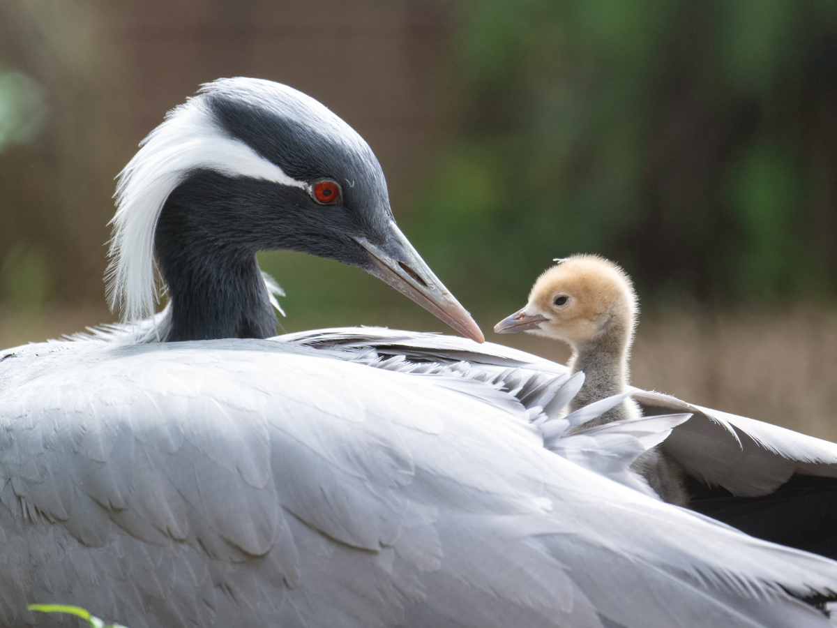 A Demoiselle Crane chick cuddling under its mother's wings
