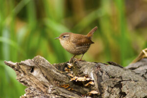 A Winter Wren resting on a log that had fallen from a tree