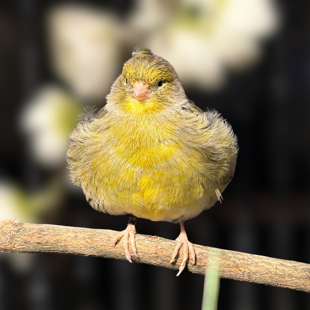 An Island Canary on a small branch