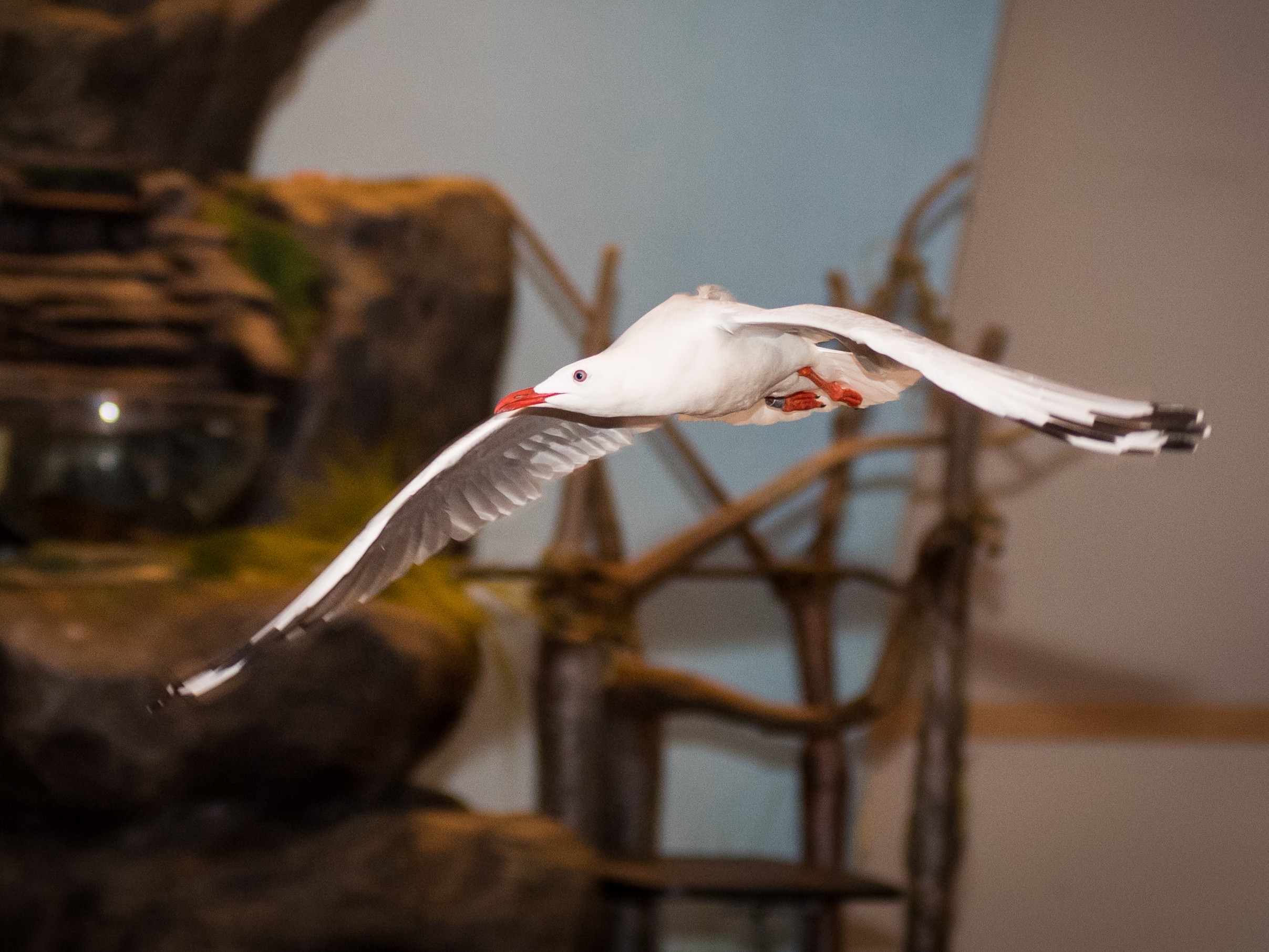 A Silver Gull in flight.