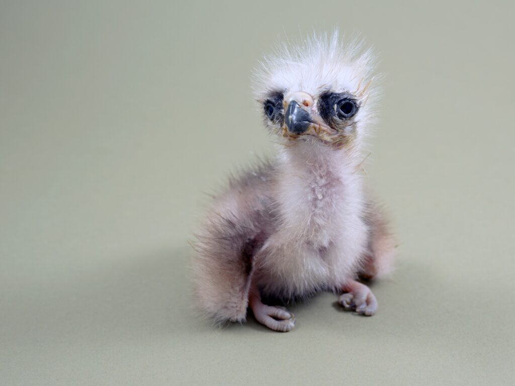Two day old Black Kite hatchling